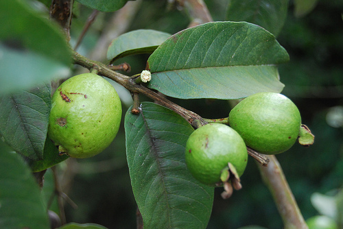 guavas.jpg