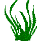 Kelp