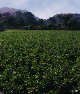 field of beans