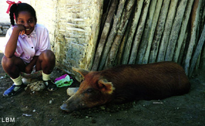 pet pig