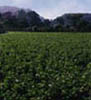 bean field