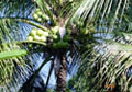 palm