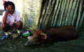 pet pig